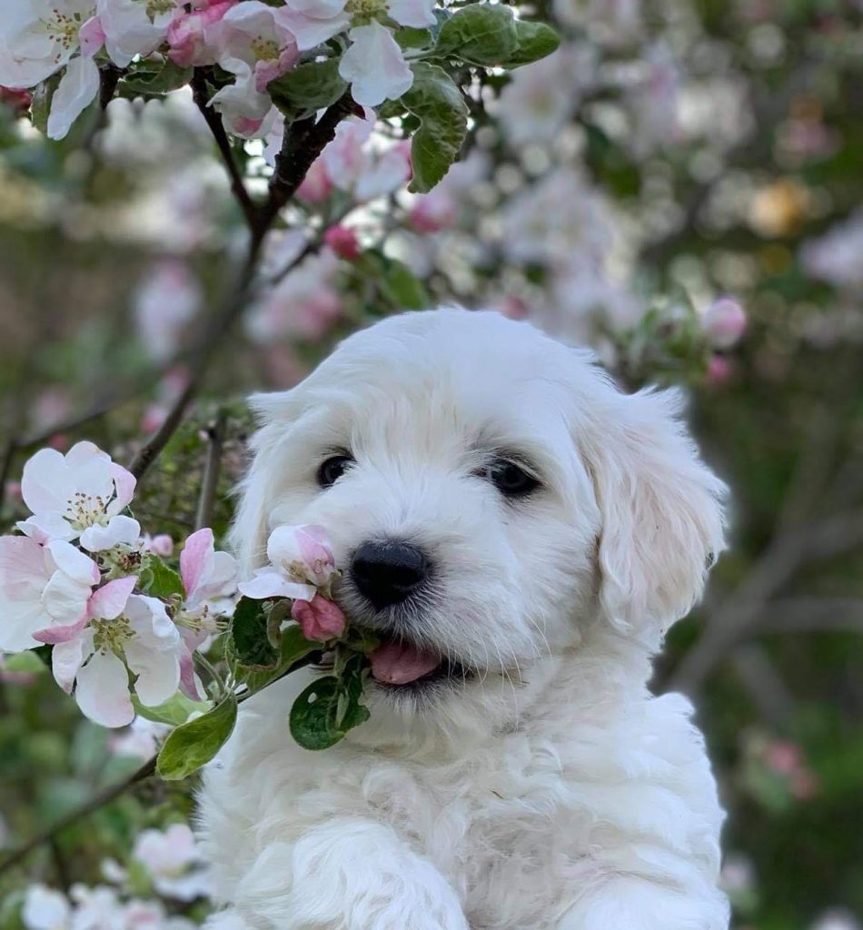 Coton Gardens valp